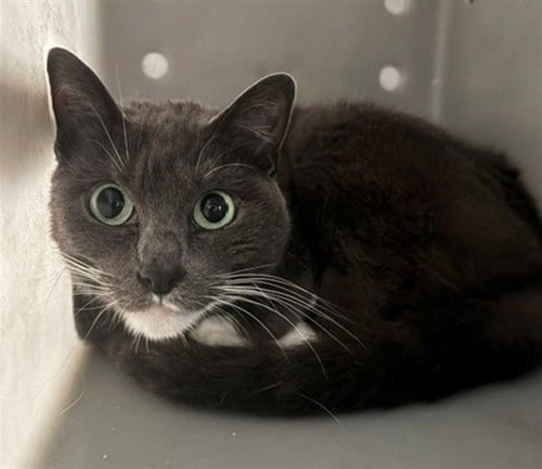 JADE - Domestic Short Hair available for adoption