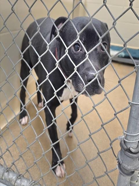 SANCHO - Staffordshire Bull Terrier available for adoption