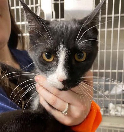 SURGER - Domestic Short Hair for adoption in Anchorage