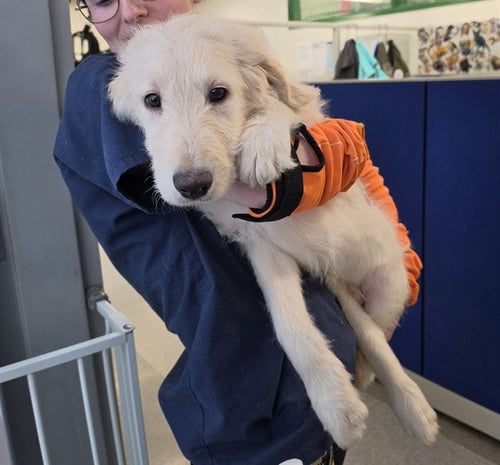 OZZY - Poodle (Standard) available for adoption