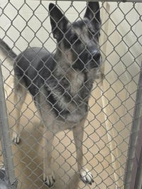 BRIGGS - Photo 1