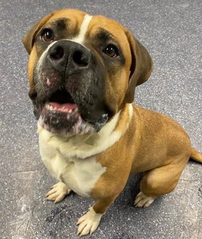 MAJOR - Saint Bernard available for adoption