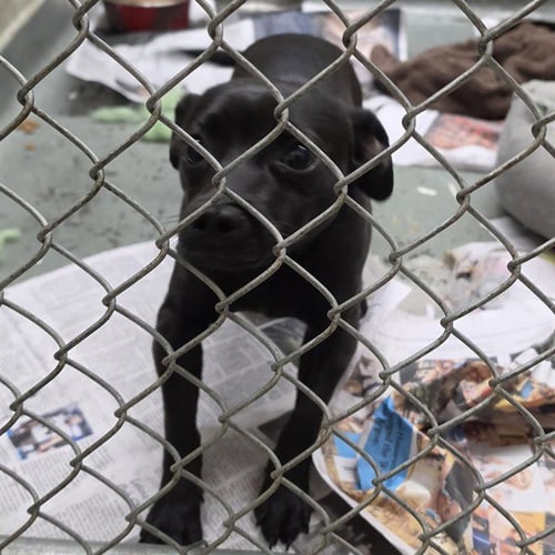 PONCHO - Chihuahua available for adoption
