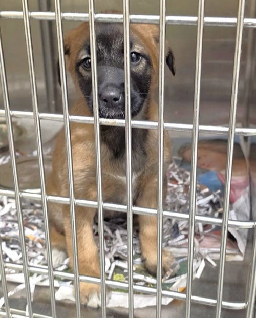 BJORK - Belgian Shepherd Malinois available for adoption