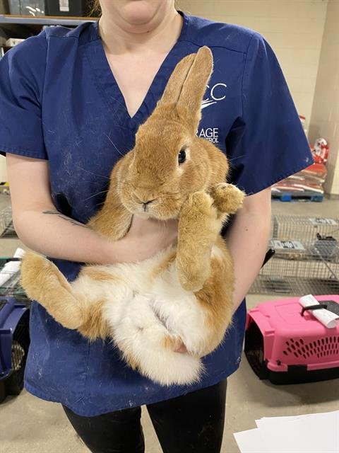 BONANZA - Shorthaired Rabbit available for adoption