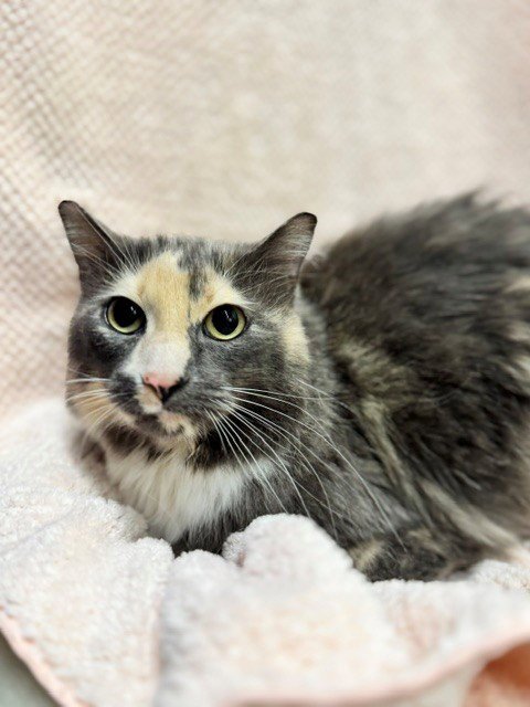 AUGUST - Domestic Long Hair available for adoption