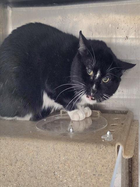 MARIO - Domestic Short Hair for adoption in Anchorage