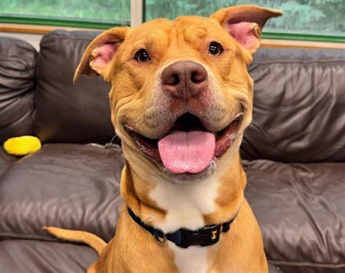 DUG - Pit Bull Terrier available for adoption