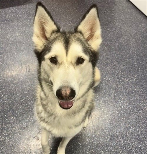 RIPLEY - Alaskan Malamute available for adoption