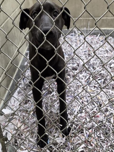 GECKO - Labrador Retriever available for adoption