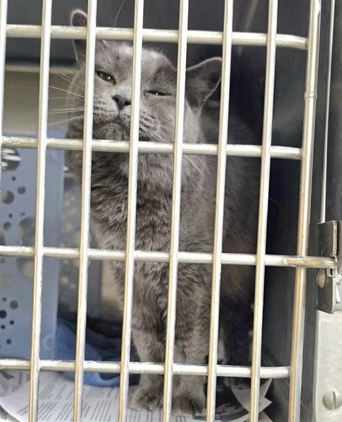 BLACKJACK - Domestic Medium Hair available for adoption