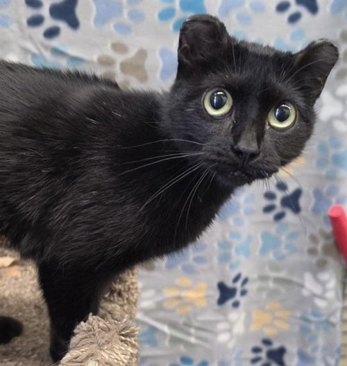 MIMOSA - Domestic Short Hair available for adoption