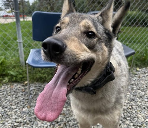 KING - Husky for adoption in Anchorage
