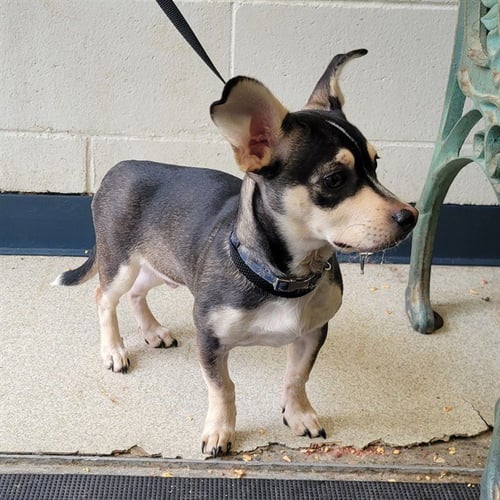 LITTLE ERIC - Chihuahua / Dachshund available for adoption
