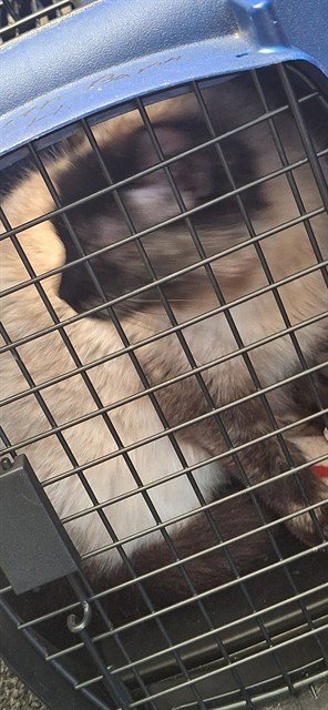 LENA - Domestic Long Hair available for adoption