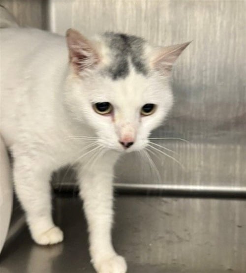 CLOUD - Domestic Short Hair for adoption in Anchorage