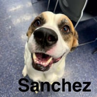 SANCHEZ - Photo 1