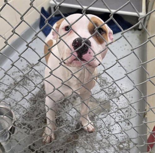 ANGUS - Pit Bull Terrier available for adoption