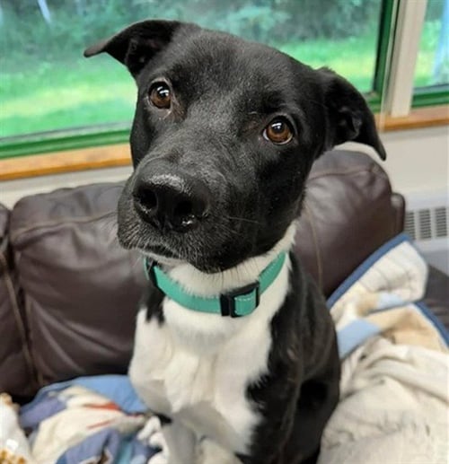 HEAVEN - Labrador Retriever / Husky available for adoption