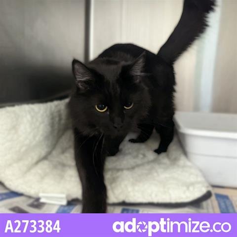 MOON - Domestic Long Hair for adoption in Anchorage