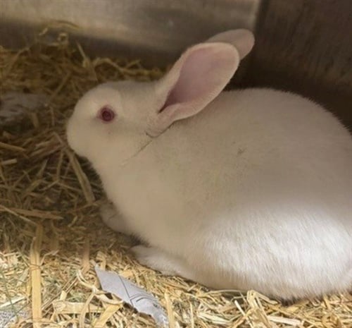 VENUS - Shorthaired Rabbit available for adoption