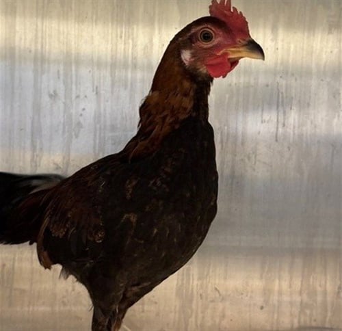 ALFRED - Chicken available for adoption