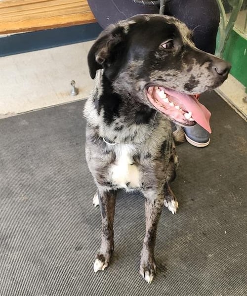 LUNA - Catahoula Leopard Dog available for adoption