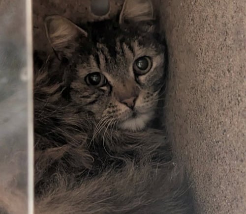AMELIA - Domestic Long Hair for adoption in Anchorage
