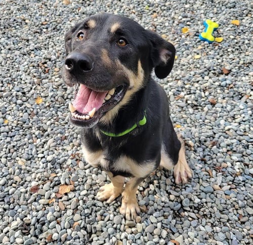 HUNTER - German Shepherd Dog / Husky available for adoption