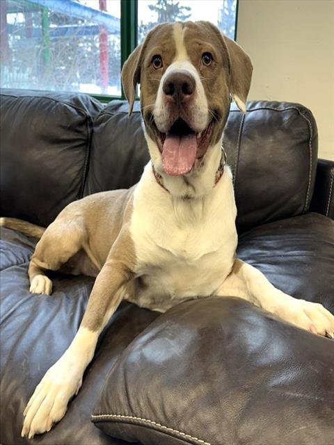 KRAKEN - Hound available for adoption