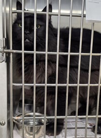 SHEBA - Photo 1
