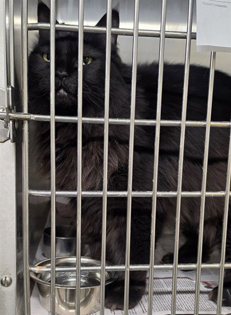 SHEBA - Domestic Long Hair available for adoption