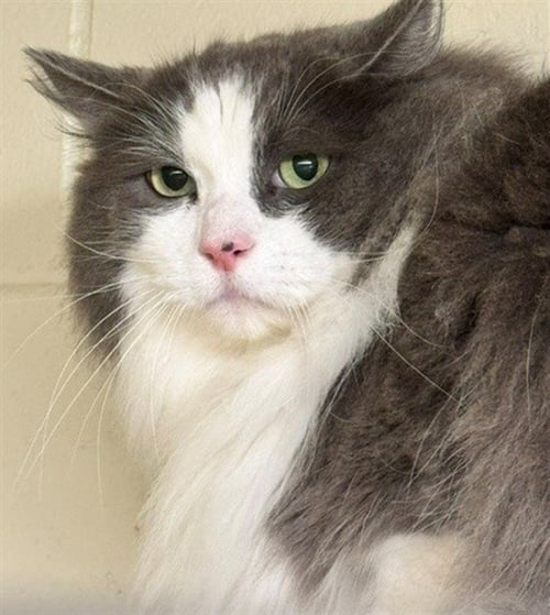 NIMBUS - Domestic Medium Hair available for adoption