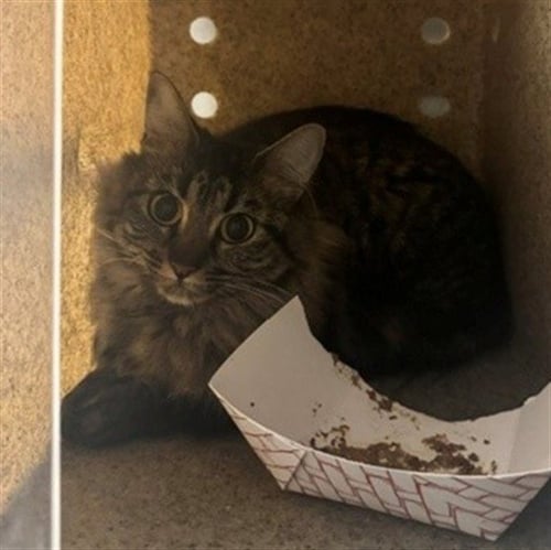 TAMMY - Domestic Medium Hair for adoption in Anchorage