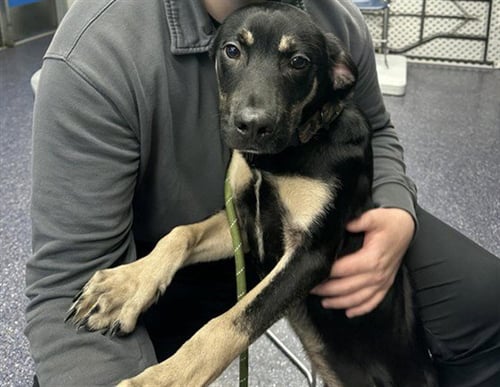 APOLLO - Black Mouth Cur available for adoption