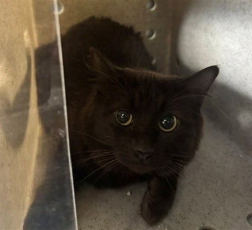 TORTA - Domestic Medium Hair for adoption in Anchorage