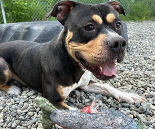 PRINCE - Pit Bull Terrier / Rottweiler available for adoption