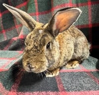 POPS - Photo 1