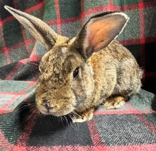 POPS - Shorthaired Rabbit available for adoption