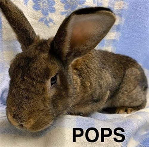 POPS - Shorthaired Rabbit available for adoption
