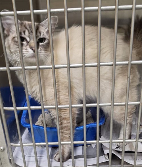 CHARM - Domestic Medium Hair available for adoption