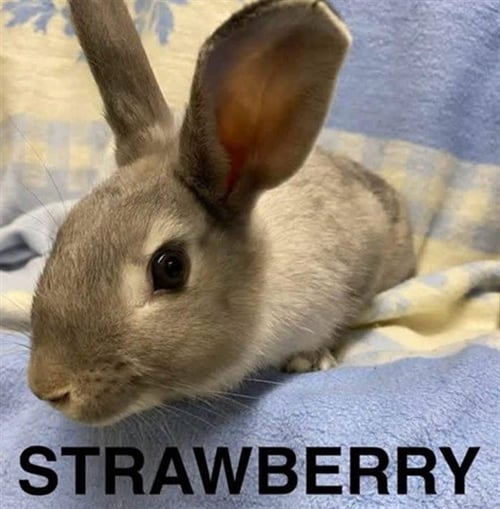 STRAWBERRY - Shorthaired Rabbit available for adoption
