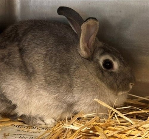 STRAWBERRY - Shorthaired Rabbit available for adoption