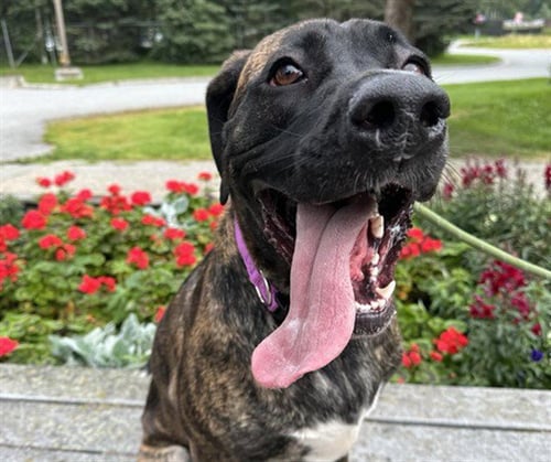MEGARA - Mastiff / Saint Bernard available for adoption
