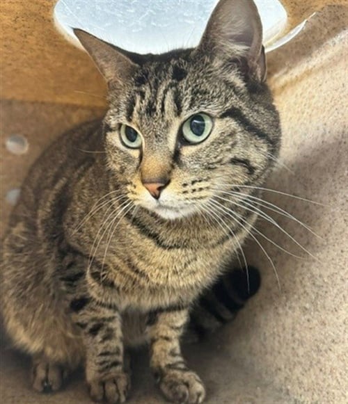 MUFFULETTA - Domestic Short Hair for adoption in Anchorage