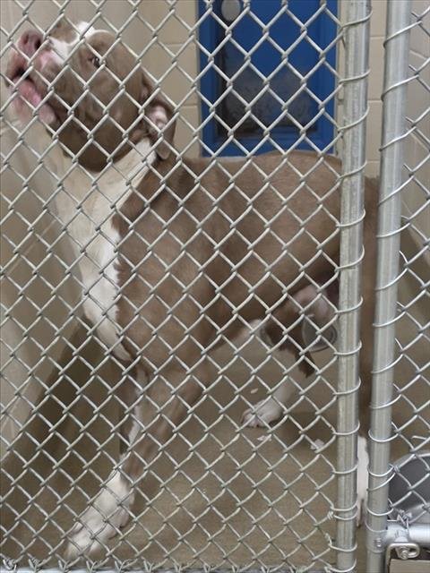 DIVA - American Bulldog available for adoption