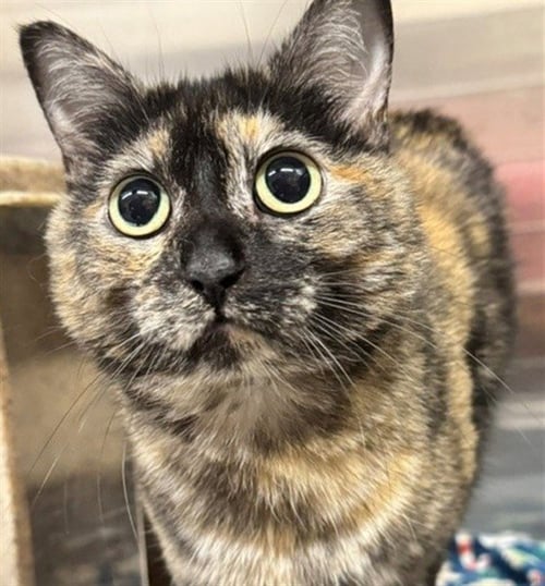 BELLE - Domestic Short Hair available for adoption
