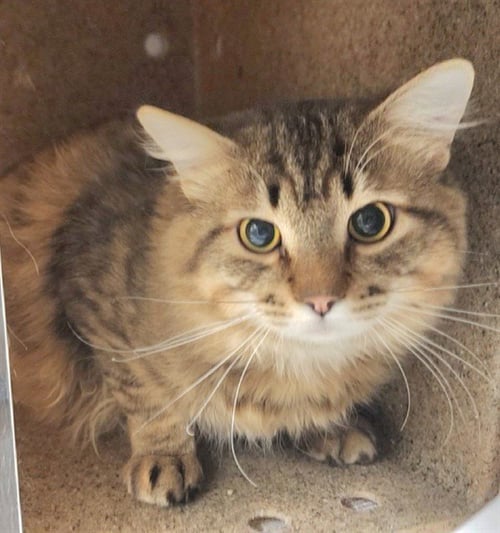 PATRICK - Domestic Long Hair available for adoption