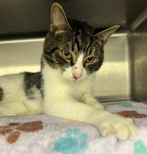 PRESTON - Domestic Short Hair for adoption in Anchorage