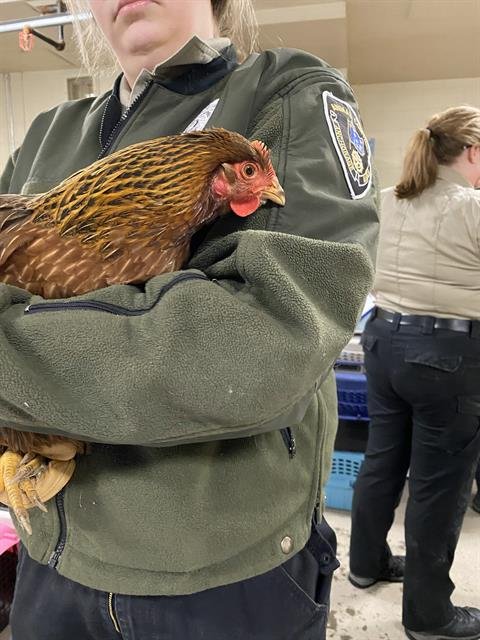 A303811 - Chicken available for adoption